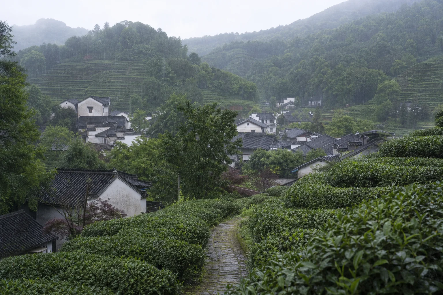 龙井茶:山给天气,人给耐心