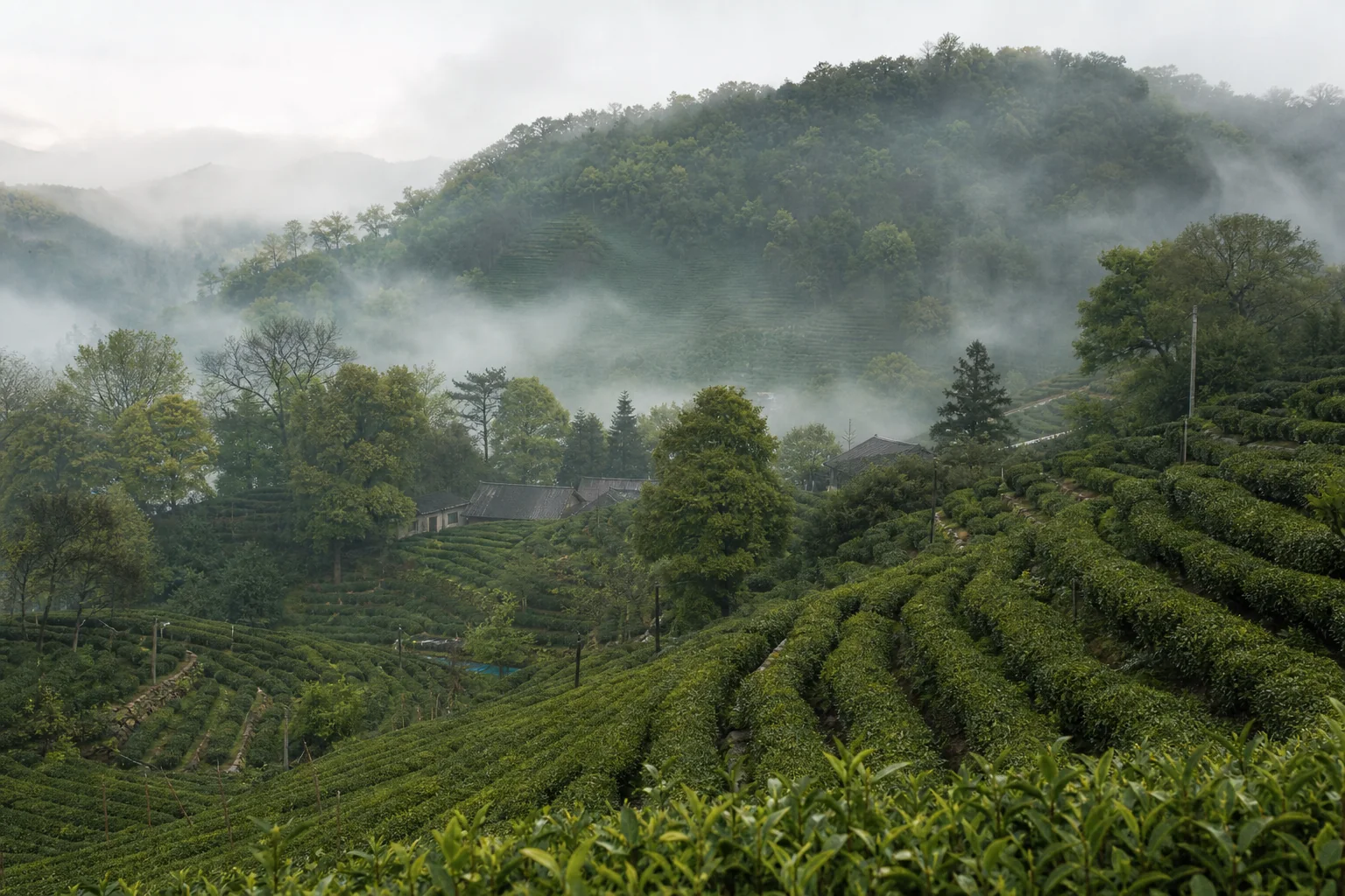 茶山:山不高,高处是茶园